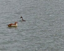 Egyptian goose & Great Crested grebe on Zillebekevijver