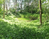 Mine crater in Railway Wood