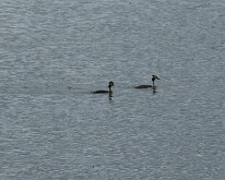 Grest Crested grebes on Zillebekevijver