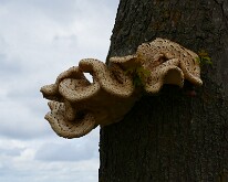A fine fungus